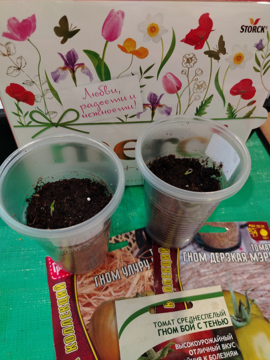Петельки заветные томатов к 8 марта🙂/фото автора статьи