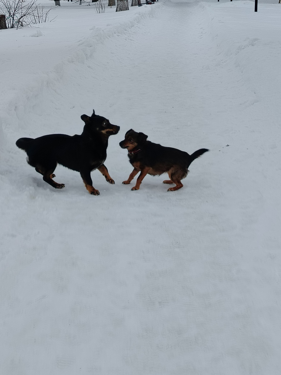 Ирма справа. Парк. Слева бездомная собачка-девочка, я считаю её мамой моих Нафани, Фани, Шани. 