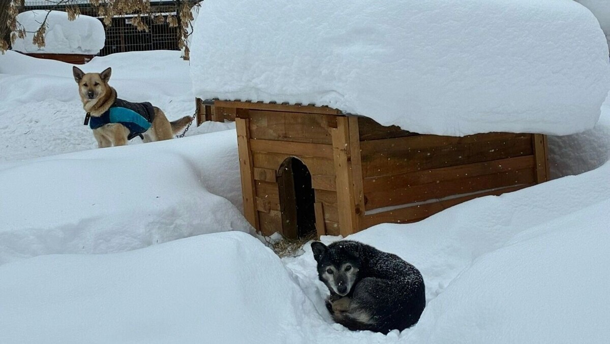   vk.com/приют «Кот и пес»