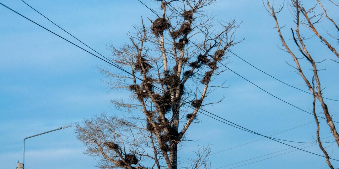 В Петербург после зимовки вернулись грачи