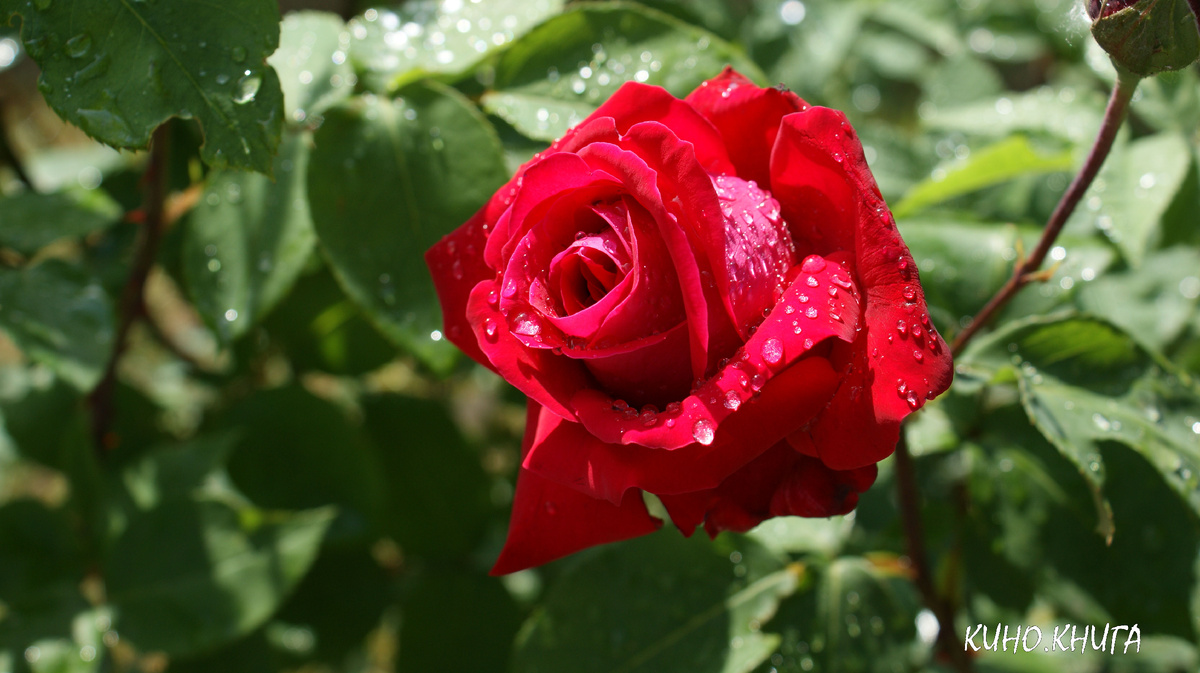 Роза из моего сада