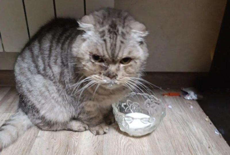 В Волжском срочно ищут дом для кошки умершей хозяйки, которую избили дети