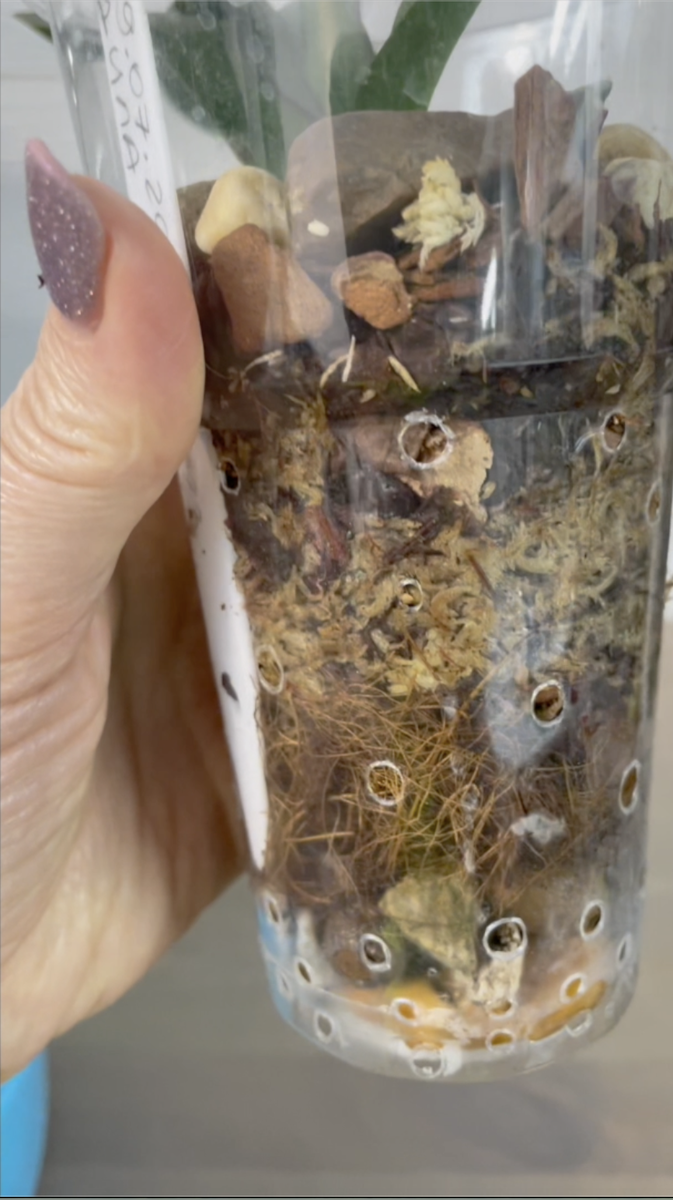 Кокосовое волокно в качестве аэрируемого слоя в посадке с орхидеей работает распрекрасно. Орхидеи С Еленой Кузнецовой