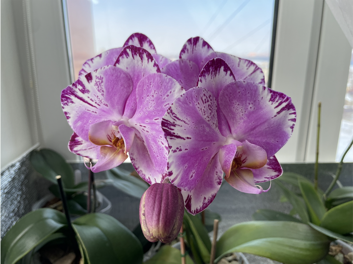 Орхидея фаленопсис Шоколад  / Phalaenopsis Chocolate - вариация цветения походу. Орхидеи С Еленой Кузнецовой