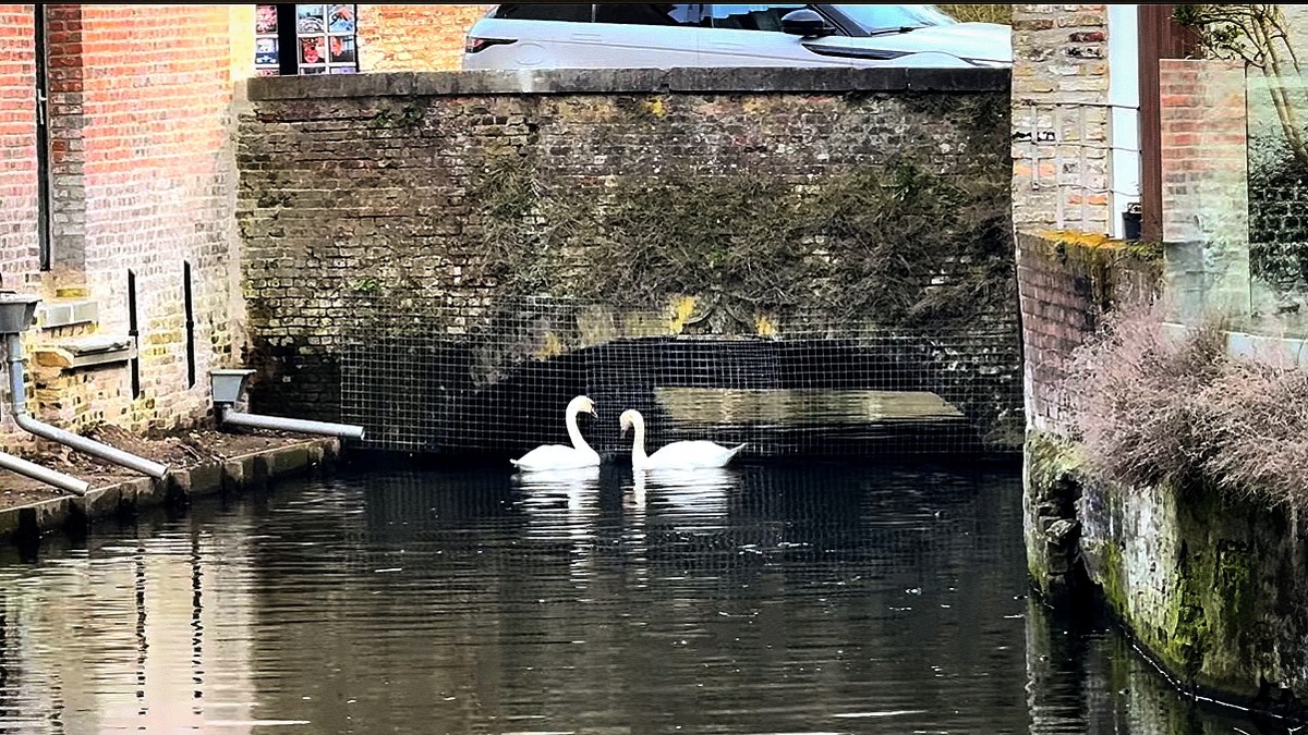 Фото автора Сетку заметили ? - чтобы лебеди 🦢 не уплыли далеко.