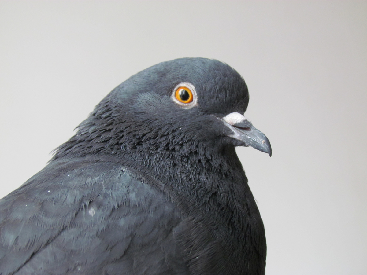 Буян, член семьи