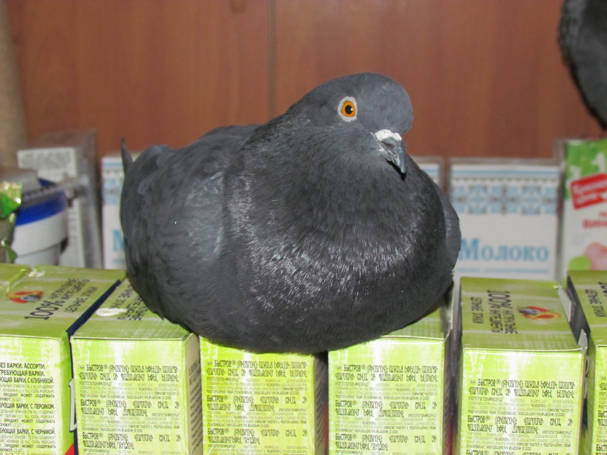 Буян отдыхает