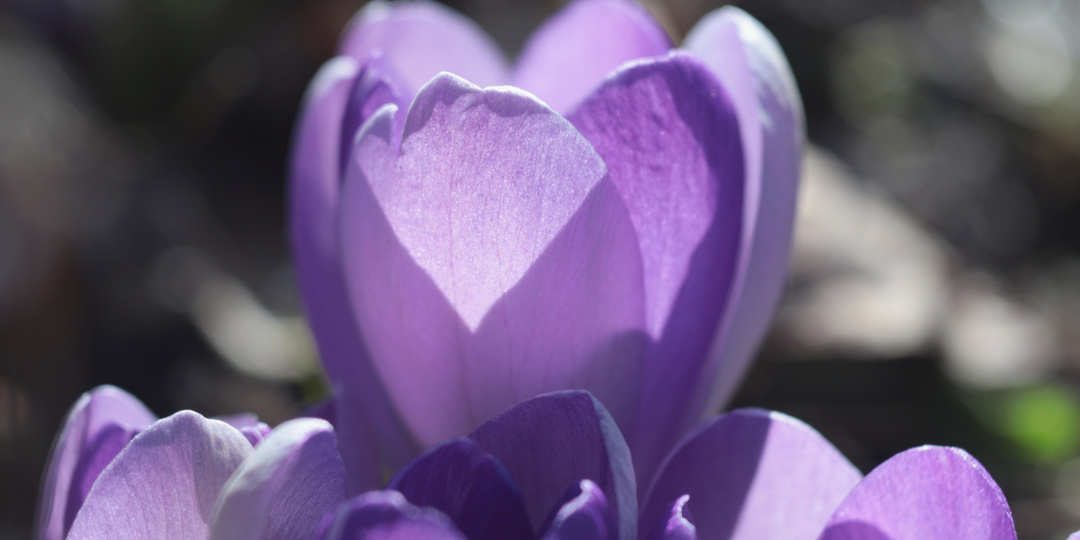 Поздравляю всех женщин с Международным женским днем!