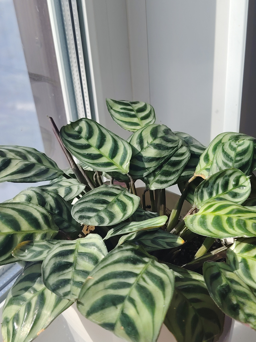 Калатея бурле макс 