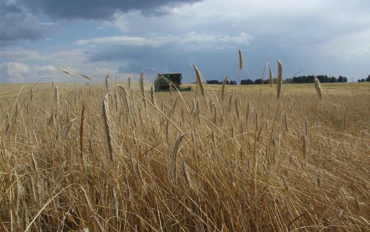    На 5% выросло производство сельхозпродукции в Удмуртии