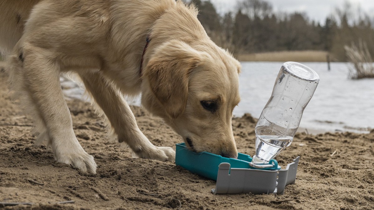    Лучше всегда брать с собой на прогулки питьевую воду для вашего питомца