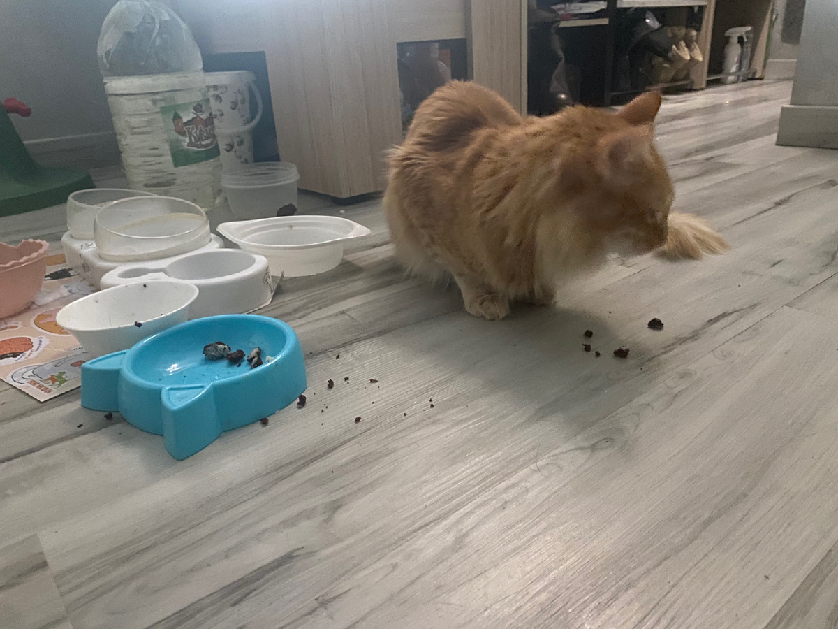 🐈 