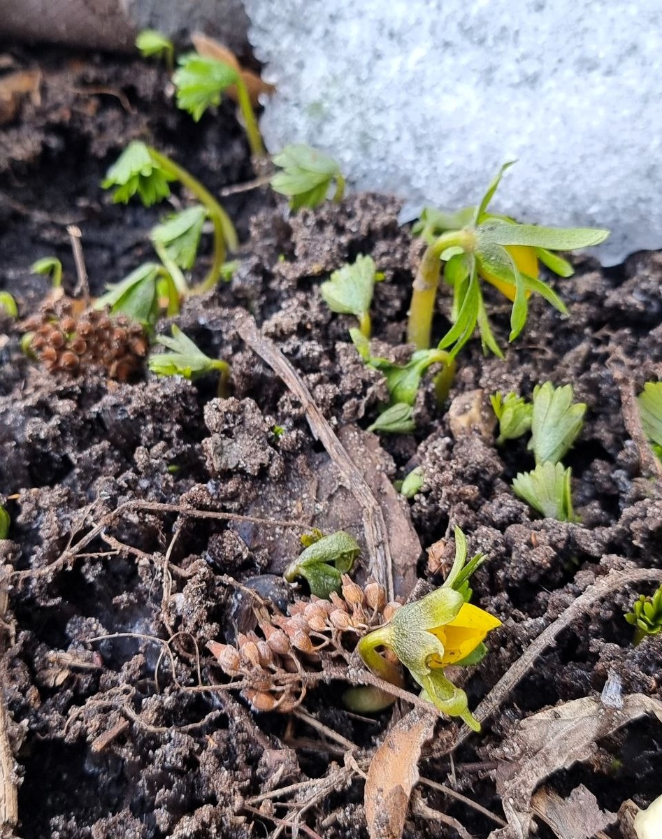 Москва. Из городской грязи и сугробов со всем своим жизнелюбием появились эрантисы и хохлатки ->