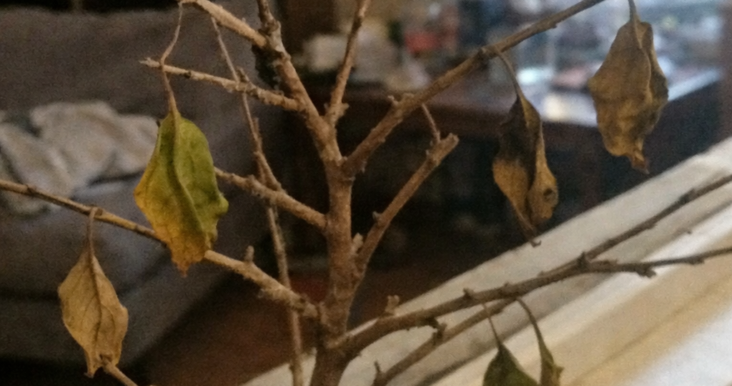 ‍Фикус Бенджамина сбросил листья. Но еще не всё потеряно.