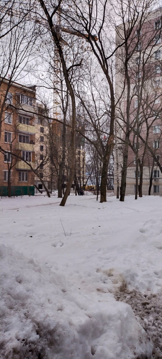 2. За деревьями сразу и не разглядишь