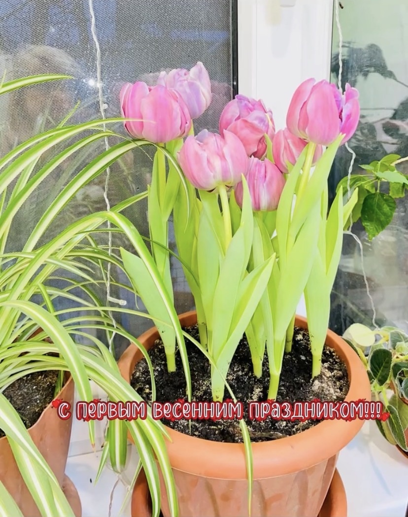 Мои тюльпаны. Фото автора статьи. 