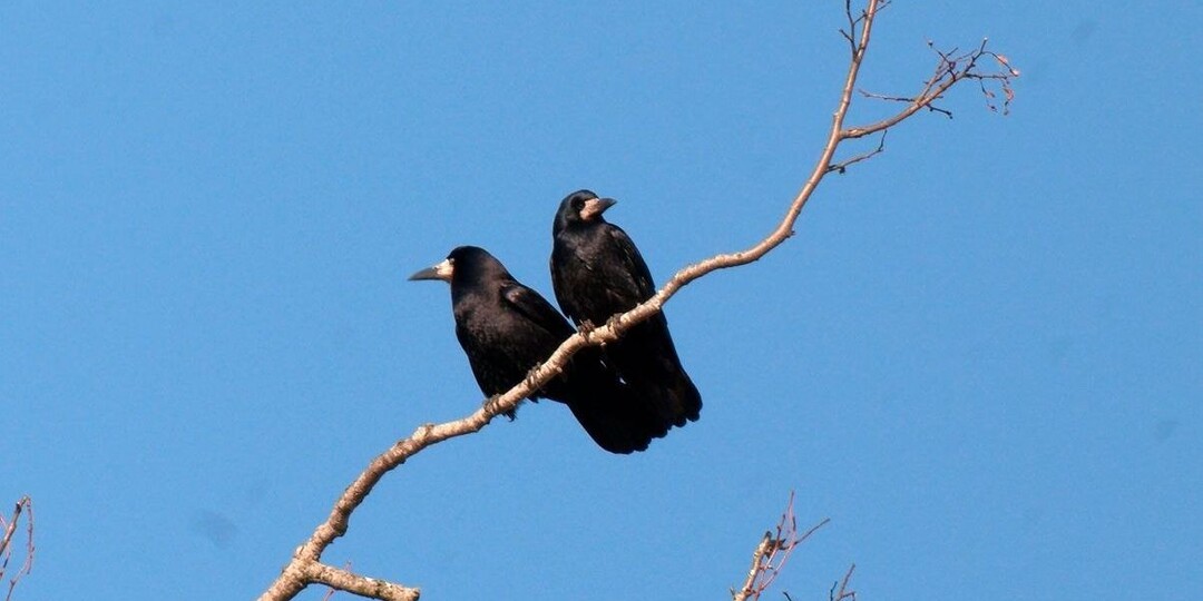 Грачи прилетели: пернатые вернулись в Петербург после зимовки в Европе