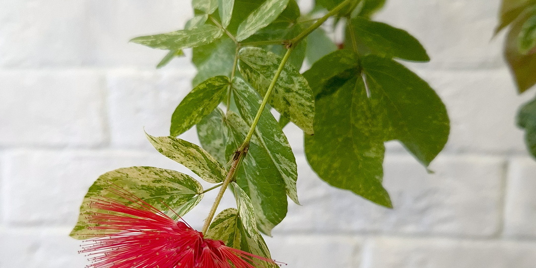 Каллиандра эмаргината карликовая вариегатная Лат: Calliandra emarginata Nana variegata