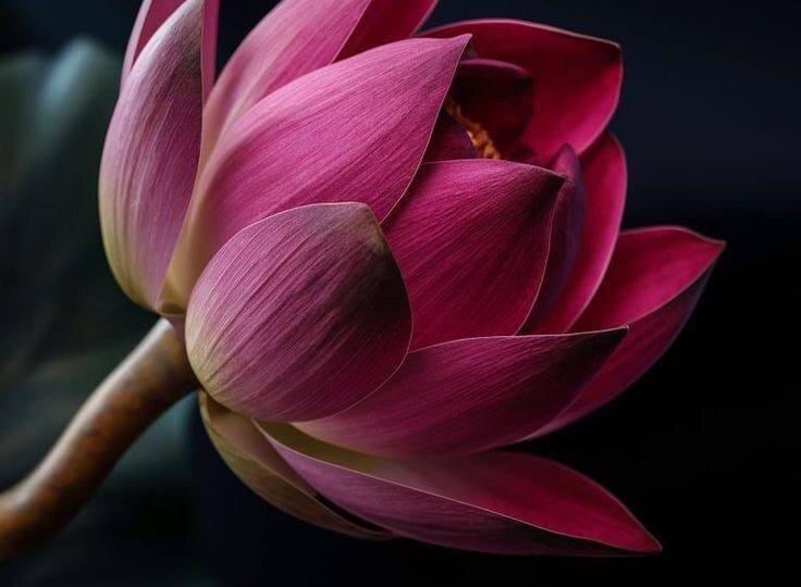 Дорогие женщины