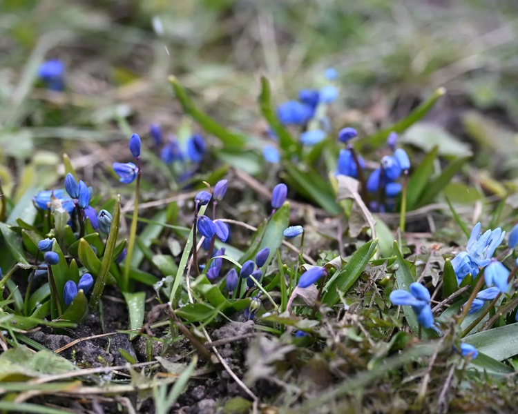     В Курской области 9 марта ожидается потепление до +10 градусов