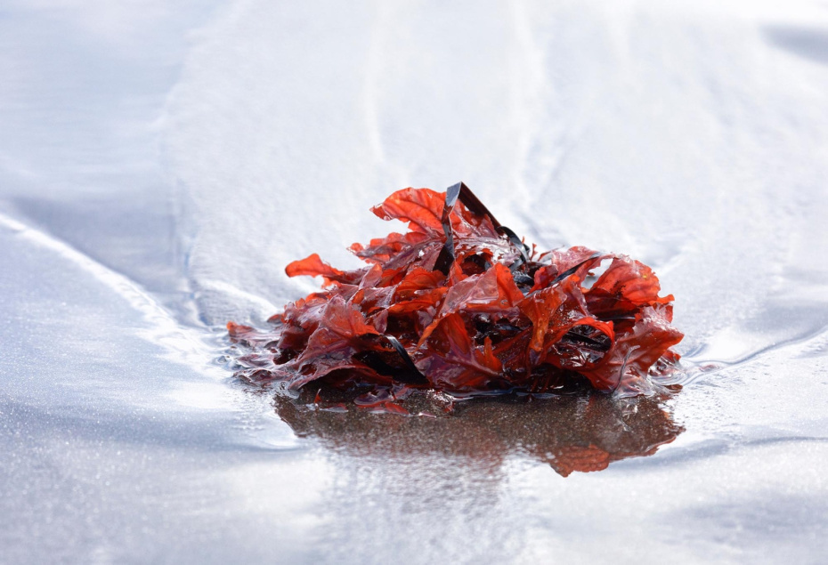    Shutterstock/FOTODOM