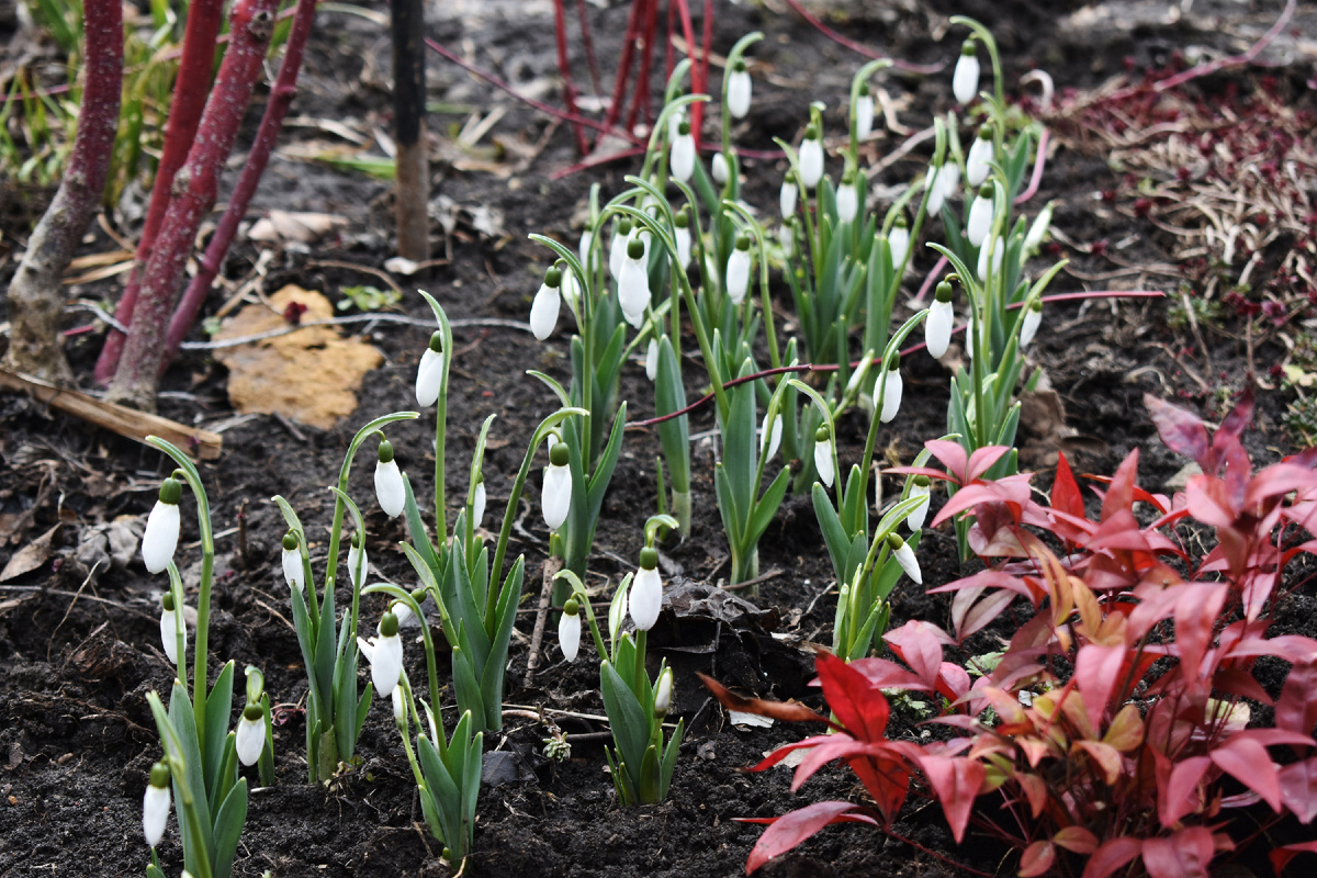 Галантусы и нандина