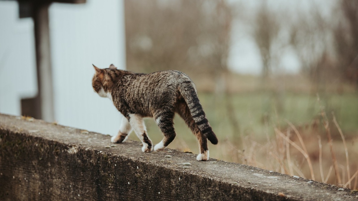    Системный подход — залог успешного поиска пропавшего животного