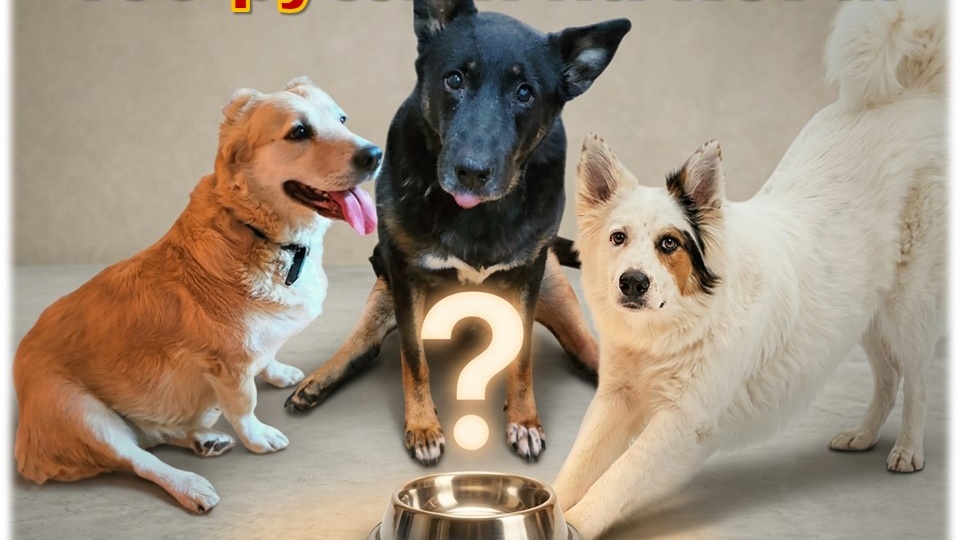 🚨 СРОЧНЫЙ СБОР: 12 СОБАК ЖДУТ ПОМОЩИ! 🐾