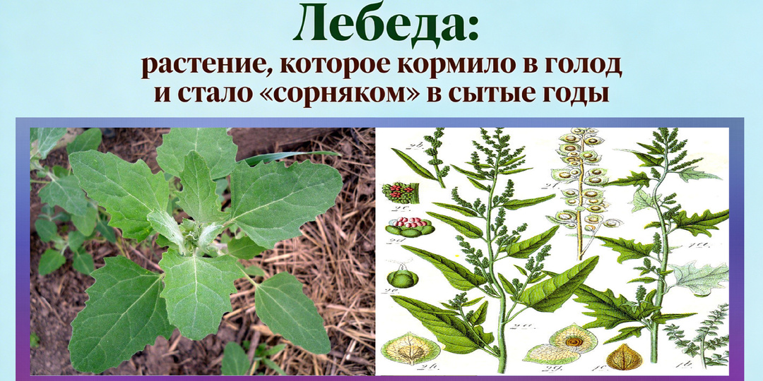 Лебеда: растение, которое кормило в голод и стало «сорняком» в сытые годы