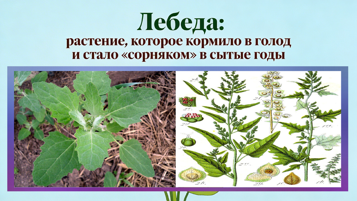 1) Фото автора с сайта: 7dach.ru/MarinaGerasimenko/v-ogorode-lebeda-ne-beda-126150.html                            2) Слева — лебеда садовая (Atriplex hortensis), справа — лебеда стреловидная (Atriplex sagittata). Ботаническая иллюстрация Якоба Штурма из книги Deutschlands Flora in Abbildungen, 1796

Источник: https://7dach.ru/MarinaGerasimenko/v-ogorode-lebeda-ne-beda-126150.html