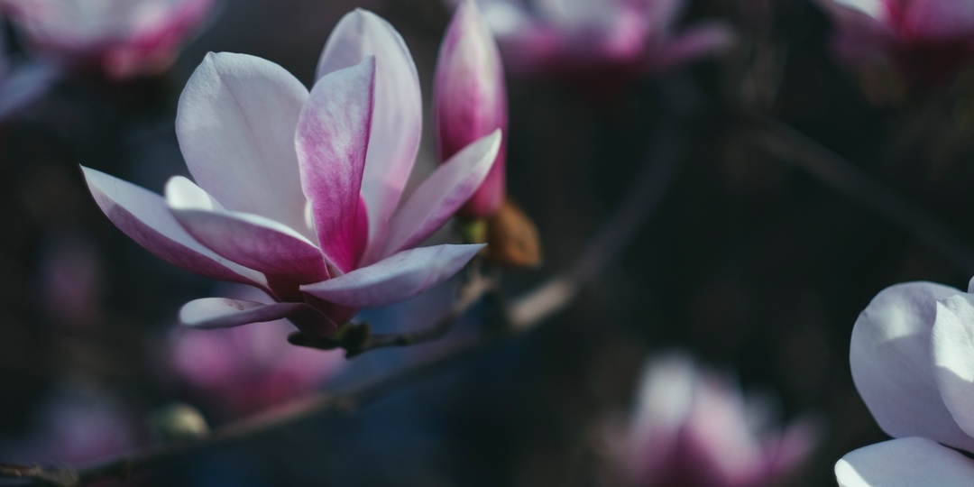 С 8 марта, дорогие!