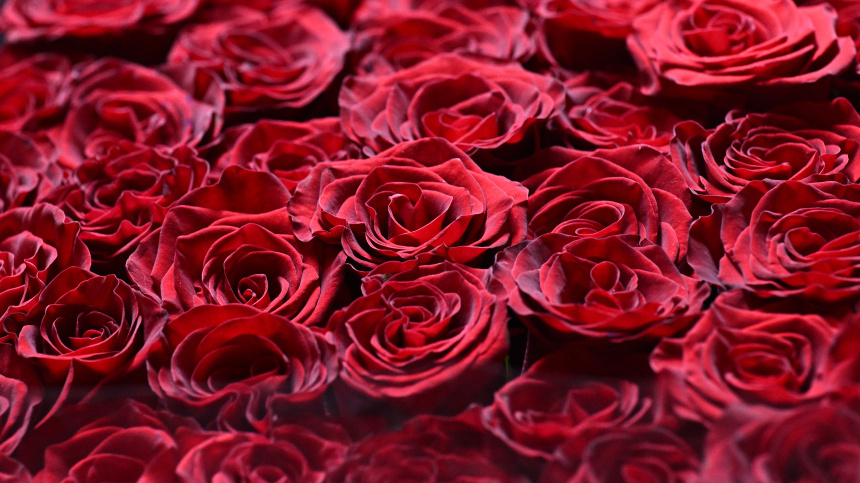    Фото: © РИА Новости/Сергей Бобылев; Instagram*/ lizablond; 5-tv.ru