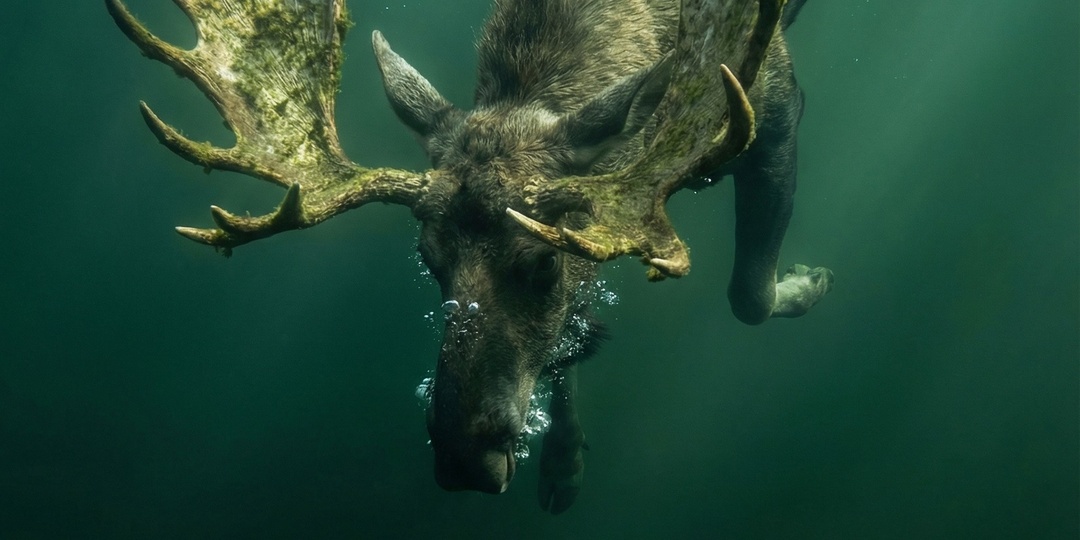 Ныряющий лось