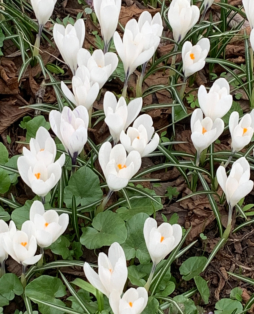 Фотографии сделаны в Аптекарском огороде. 
