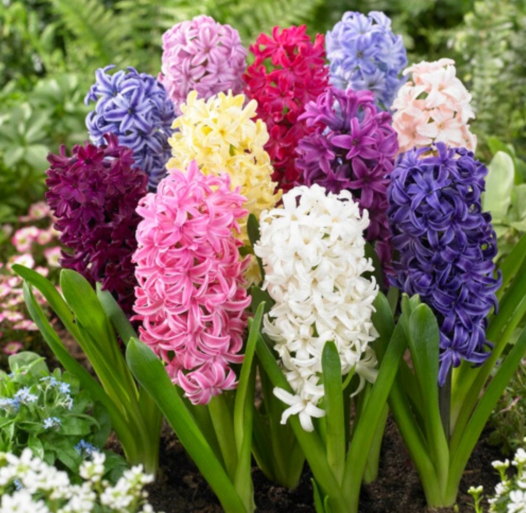 Захотелось вырастить на даче