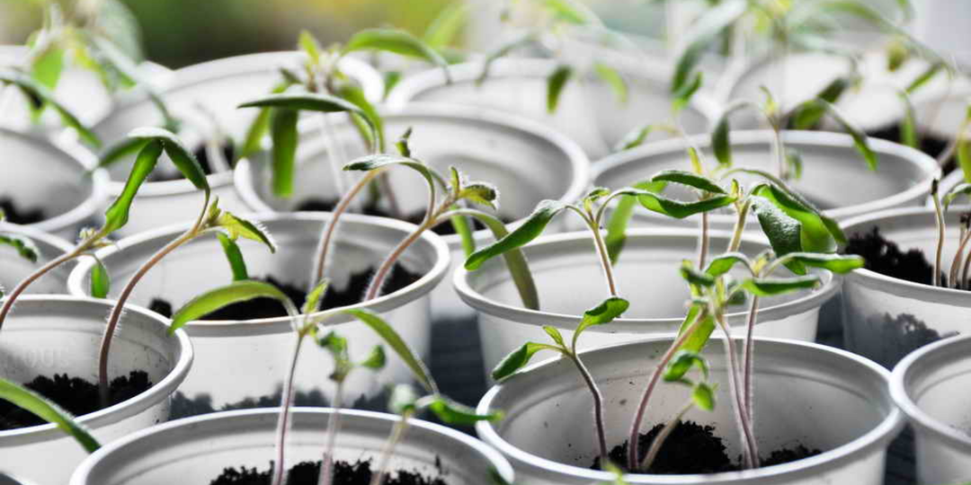 Забыл про падающую рассаду. Правильный полив держит её крепкой 8 недель