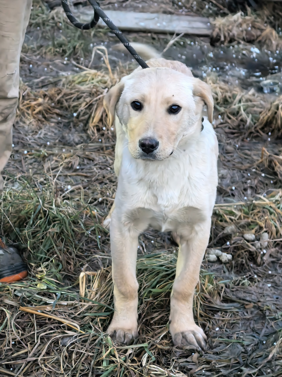 Девочка Масяня