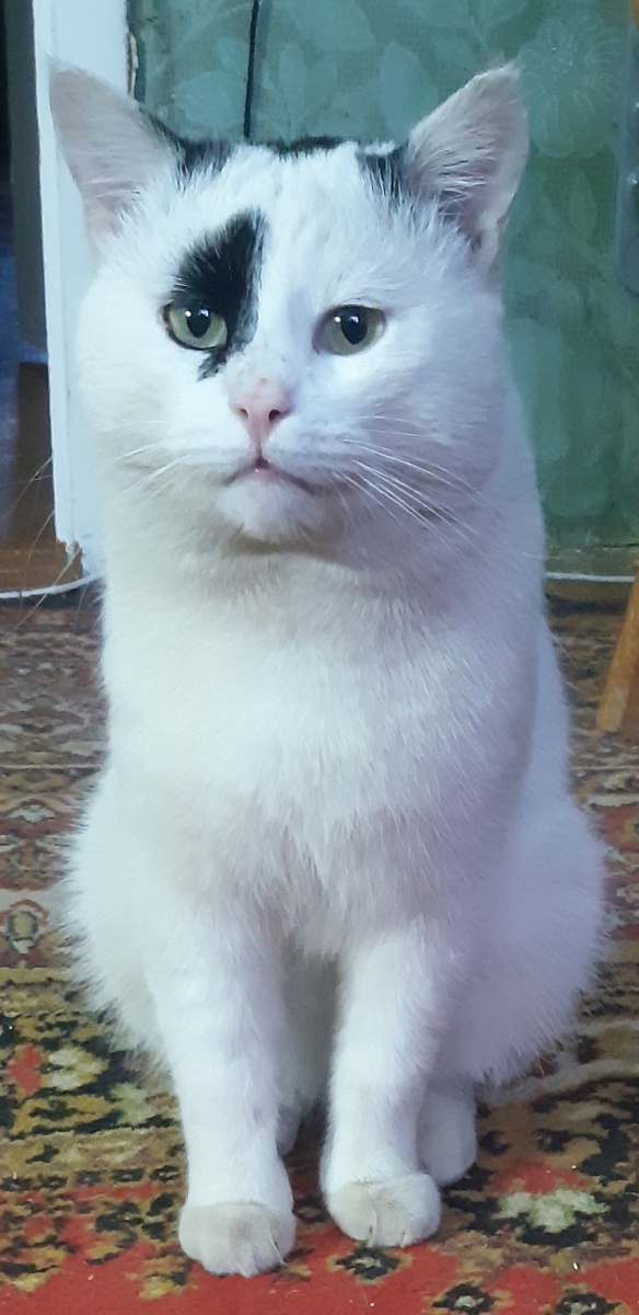 Я проспал всю церемонию всех люблю, всем пою марши и хлопаю хвостом по лапам! 