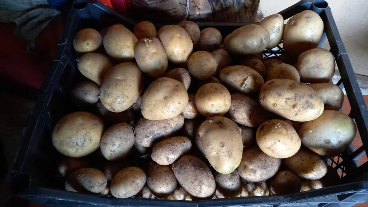 Мой посадочный картофель за сутки до высадки — никаких длинных ростков не требуется