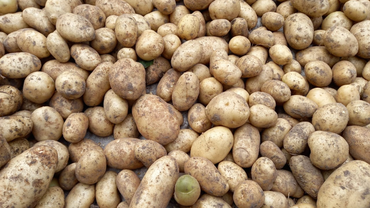 Раскладываю клубни свободно, чтобы прогрев шел равномерно со всех сторон