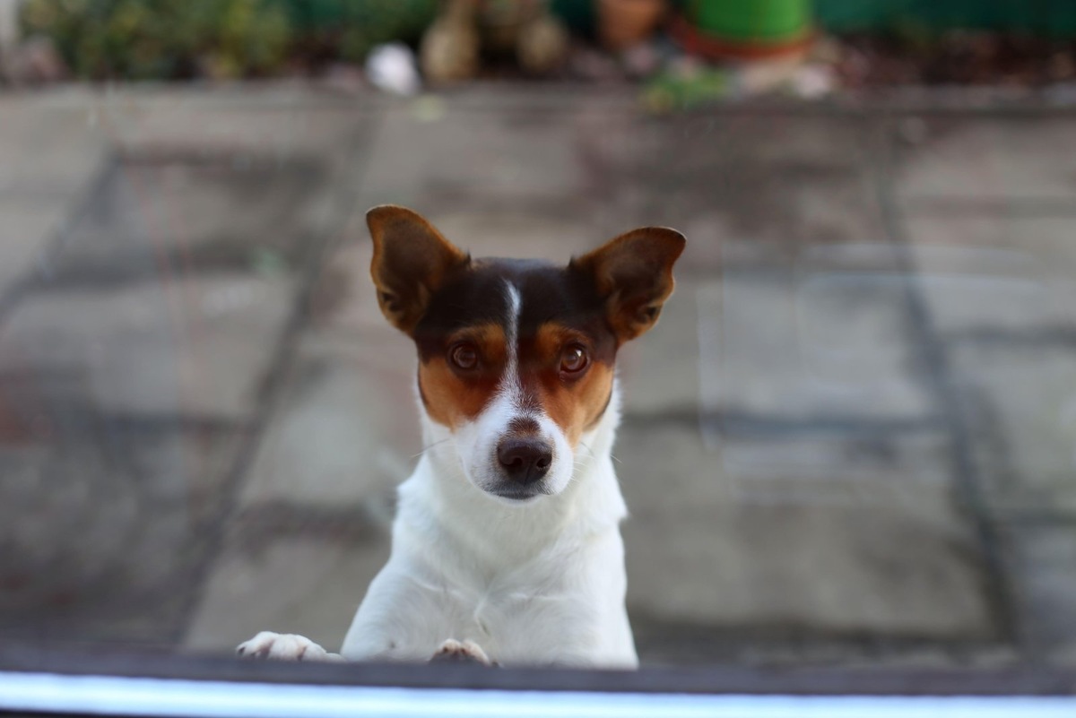    УЗИ мочевого пузыря делают при проблемах с мочеиспусканием у собак