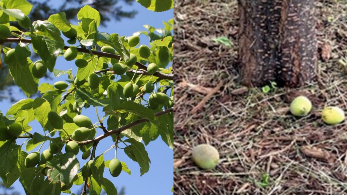 Вот так выглядел июнь под моей сливой — сотни опавших червивых завязей