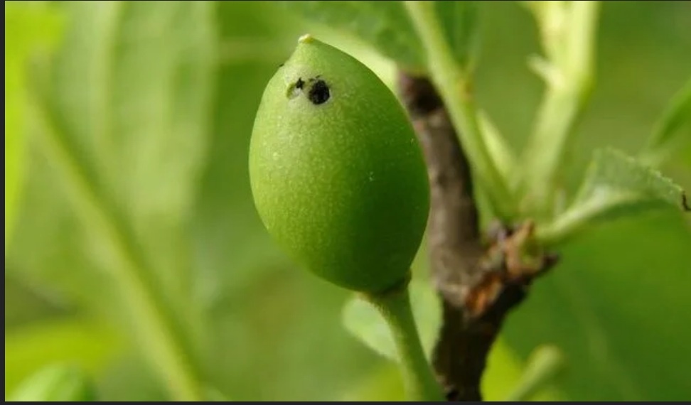 Черная точка на завязи — главный признак пилильщика