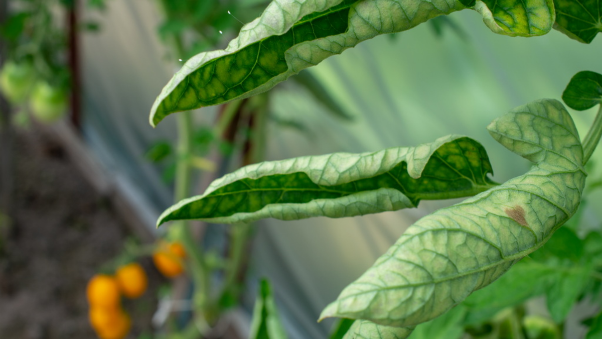 Вот так выглядели мои томаты после полива борной кислотой под корень - классическая передозировка бором