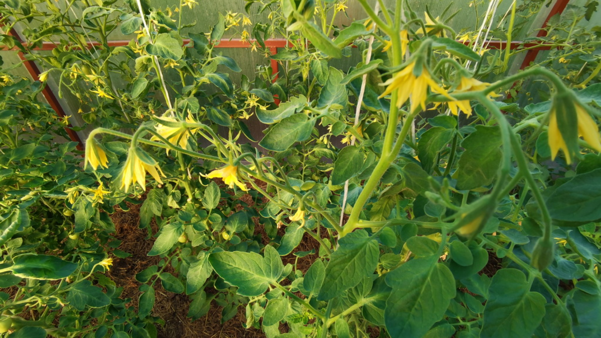 А вот результат после исправления ошибок - завязи держатся, не осыпаются