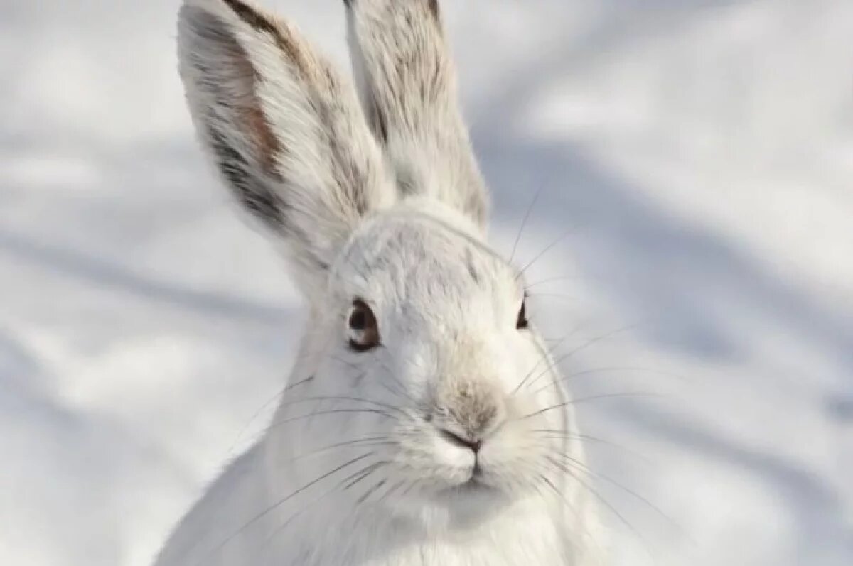    На лыжне в Петрозаводске горожане заметили зайца