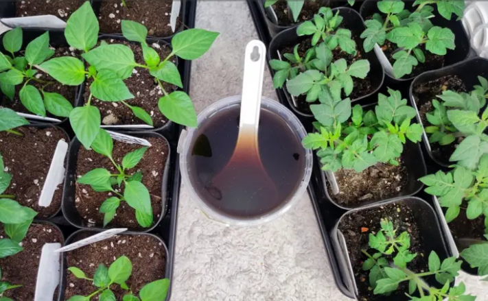 Как нарастить мощные корни у рассады: когда и чем кормить, чтобы растения не болели