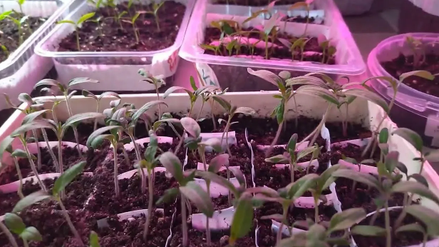 Не ждите пикировки — ранняя подкормка, от которой корни томатов растут как на дрожжах