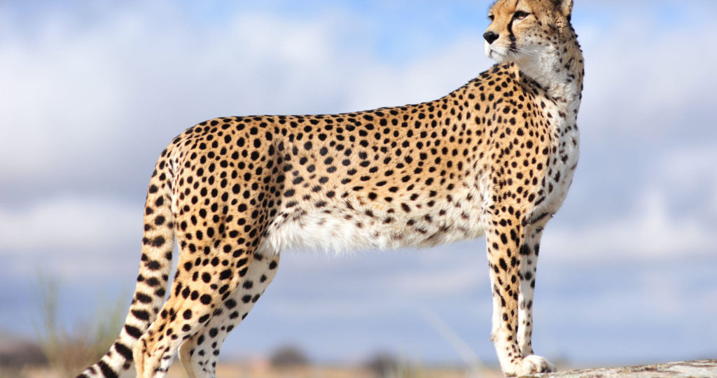 Гепарды: скоростные цари саванны и их история
