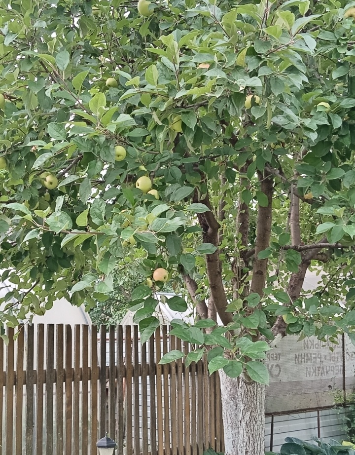 наша яблоня